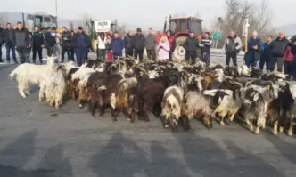 Фермерите изкараха козите на АМ Струма