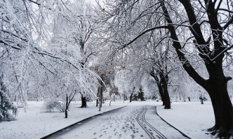 Повече от 150 сигнала за паднали дървета в София заради снега