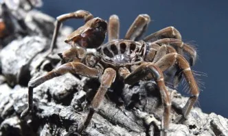 Гигантски паяци нападнаха щата Джорджия, хората се страхуват за излизат