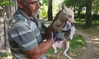 Феномен – бяло вълче се роди във Варна (СНИМКИ)