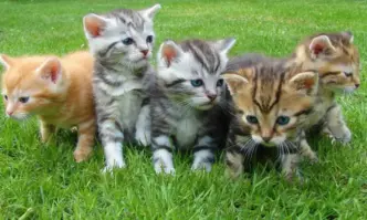 На 8 август се отбелязва Международният ден на котката