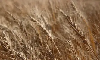 България и още 4 държави от ЕС искат мита при вноса на зърно от Украйна
