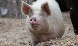Утвърдиха План за предотвратяване разпространението на Африканска чума по свинете