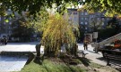 Засадиха нова върба в градинката на „Св. Седмочисленици“ - Снимка 2 - Tribune.bg