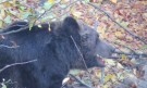 Поставиха чип на 210-килограмова мечка край град Априлци - Снимка 2 - Tribune.bg
