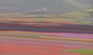 Магията на природата: Цветните полета на Италия (ГАЛЕРИЯ) - Снимка 2 - Tribune.bg