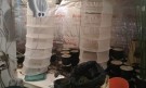 Разбиха наркооранжерия в мотел над „Искър“ (СНИМКИ) - Снимка 2 - Tribune.bg