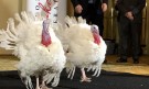 Тръмп помилва две пуйки (СНИМКИ И ВИДЕО) - Снимка 2 - Tribune.bg