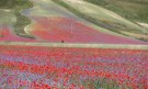 Магията на природата: Цветните полета на Италия (ГАЛЕРИЯ) - Снимка 9 - Tribune.bg