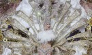 Красота и блясък на карнавала в Тенерифе (СНИМКИ) - Снимка 5 - Tribune.bg