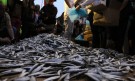 Унищожаването на храна продължава: Протестиращите съсипаха кашони с риба (СНИМКИ) - Снимка 2 - Tribune.bg