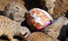 Великденска треска в зоопарка в Хановер (ГАЛЕРИЯ) - Снимка 2 - Tribune.bg