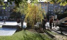 Засадиха нова върба в градинката на „Св. Седмочисленици“ - Снимка 4 - Tribune.bg