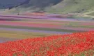 Магията на природата: Цветните полета на Италия (ГАЛЕРИЯ)