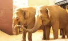 Зоопаркът в София с две нови слончета - Снимка 3 - Tribune.bg