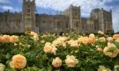 За първи път от 40 години: Източната градина в двореца Уиндзор приема посетители (ГАЛЕРИЯ)