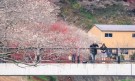 Японските вишни изненадахa с красотата си през есента - Снимка 2 - Tribune.bg