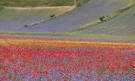 Магията на природата: Цветните полета на Италия (ГАЛЕРИЯ) - Снимка 10 - Tribune.bg