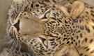 В Софийския зоопарк вече има и женски персийски леопард - Снимка 2 - Tribune.bg