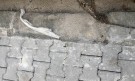 Гарантирано от Трайчо Трайков: „Нови тротоари“ с кръпки и опасни шахти (СНИМКИ) - Снимка 3 - Tribune.bg